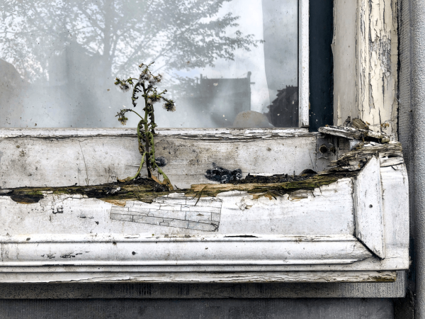 The corner of a window with a rotting white wooden frame and flower box. Slightly to the left of center in the frame, a wilting dandelion is standing upright in the flower box.