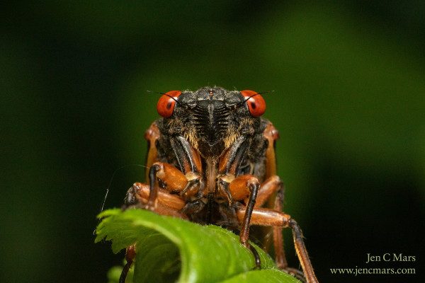 A periodical cicada stands on a leaf, facing the viewer directly. The background is out of focus dark green. The cicada is black with orange wings and legs and red eyes, with orange hairs.