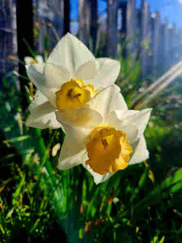 Two daffodil blossoms with ivory petals and yellow cups.