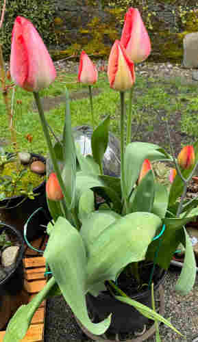 Big red tulip blossoms closed up (now four) and several smaller and shorter closed up blossoms that might be orange. All in one pot. 