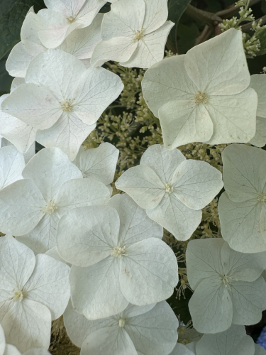 A cluster of white four-petaled flowers. 