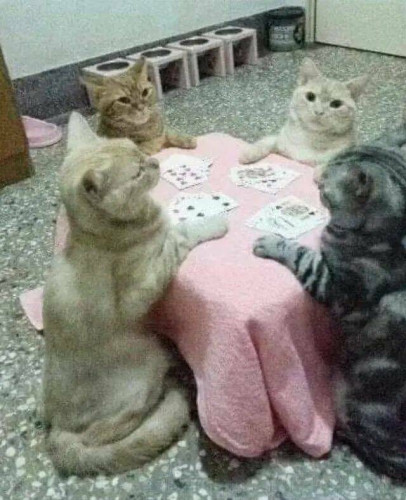 4 cats at a table playing card. As they do.