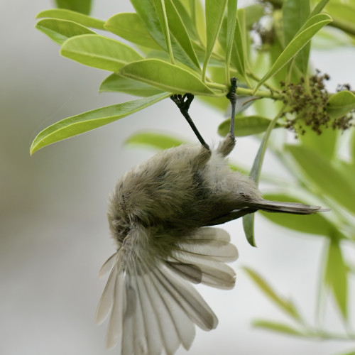 A small bird is seen hanging upside down from a branch with green leaves, its feathers fluffed out.
