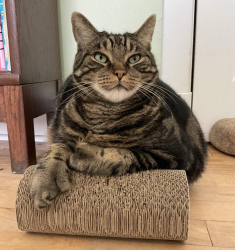 A formidable looking tabby cat lying on a cat scratcher