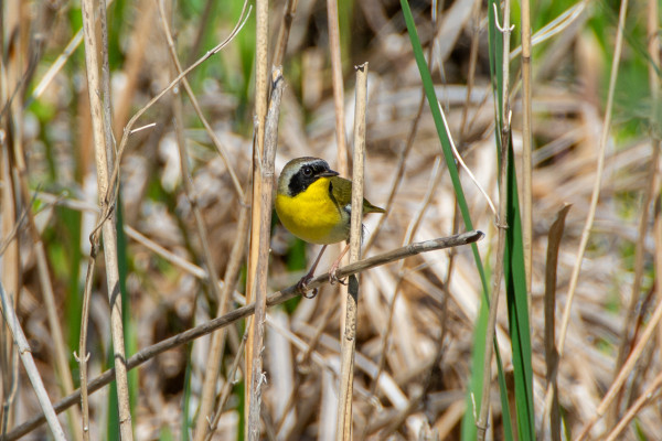 A small bird with a vibrant yellow throat, black mask and dark yellow/brown back is perched lightly on a reed bending under its weight, surrounded by marsh grasses