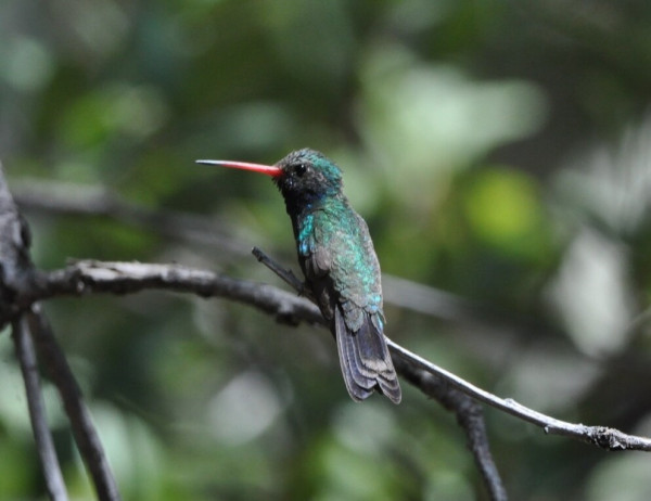 A Broad-billed Hummingbird perches on a thin branch, facing left. Its bill is a dark orange, but closer to the tip the bill becomes black. It's head is turquoise and dark gray. Its back is showing a patch of turquoise on the left shoulder. The remainder of the back is a mixture of gray and turquoise. The birds tail is black but the edges of the tail feathers are paler. The background is a mixture of green colors of dfferent shades.