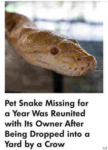 Headline: pet snake missing for a year was reunited with its owner after being dropped into a yard by a crow