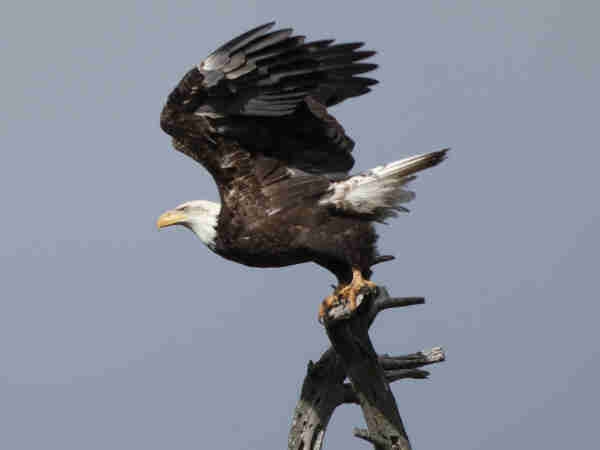 Photo of an enormous brown raptor with a striking white hood and tailfeathers and a broad, hooked bill. E is shown, poised to leap, in left-facing profile atop the thick, dry, grey curl of an old snag. Eir scaly, dark gold feet grip the dead wood of the defunct Ponderosa pine, black talons curled and sharp. Eir wings are lifted high above eir head and ready to stretch wide in flight. E is a bird at the starting blocks, powerfully held in readiness, gold eye focused intensely as e leans into the wind. 