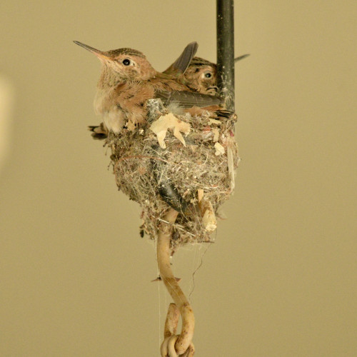 Two juvenile Allen’s hummingbirds crowded together at a nest 