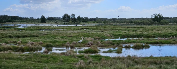 A wide angle photo of wetlands. A spoonbill is visible in the middle of the photo