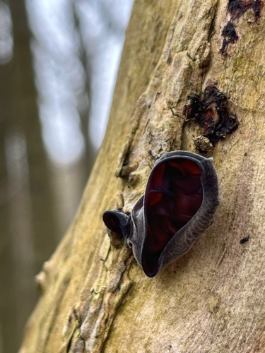 Wood ear fungus on dried tree stump