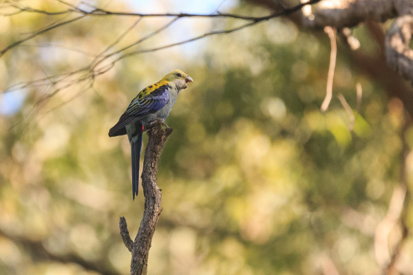 A yellow and blue medium sized parrot on top of a vertical branch. It has its beak open as if it is calling, but there was no call audible. 