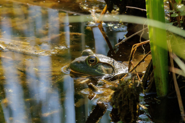 a green frog poking its head out of some low brown water. it is sitting along a messy shoreline of reeds and grasses. only its head is visible above the water as it looks to the left of frame with big yellow and black eyes