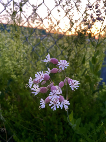 A cluster of bladder campion flowers at sunrise. They are growing on a chain link fence, with greenery and sunrise colors behind. The flowers are pink bulbs, with white petals at the opening