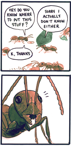 A four panel hand drawn comic strip. 
The first two panels. 

A small brown ant, looks at a grain of rice and asks her sister who is carrying a leaf "Hey do you know where to put this stuff?" the ant with the leaf replies "sorry I actually don't know either" she replies "k thanks" around them other ants are hurrying by carrying things with purpose. 

Drawing of the ant's face, the ant looks surprised, shocked. Mandibles slightly open.
