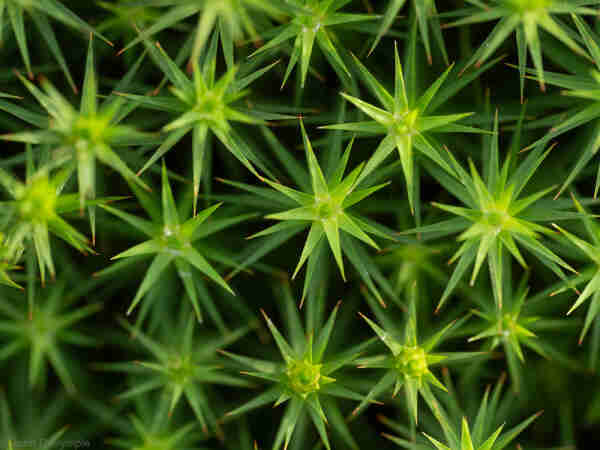 View of star-like moss from above, showing about 10 stalks