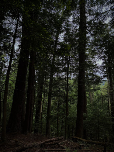 a shadowy white pine and eastern hemlock forest. The sky is brightly lit and can be seen through the tree branches but the trunks and forest floor is dark and brooding. 