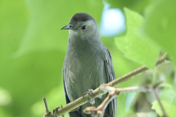 A close-up shot of the top half of a gray bird looking quizzically at the camera with a head tilt.