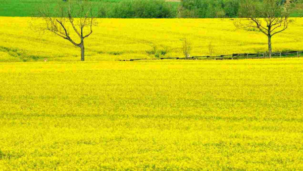 More yellow is not possible: Rapeseed field.
#myph