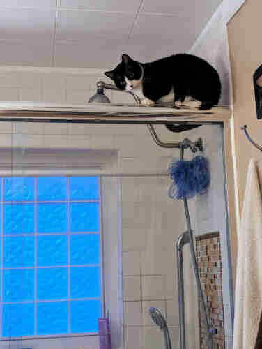 A smol Tuxedo Girl cat balancing on the shower enclosure 