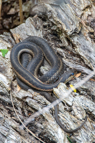 A small dark and light brown snake rests on a log, the details of its scales visible from the proximity