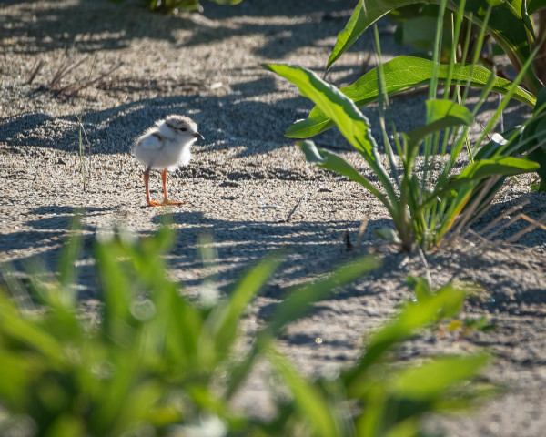 A photograph of a young Piping Plover standing on the sand, surrounded by low dune plants.
