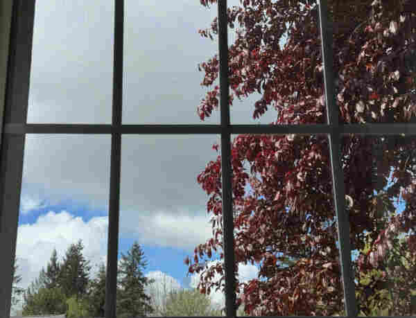 View out a window at a sky with bright and dark clouds, blue sky, and sunshine. There is a purple leaved plum tree to the right and various green trees along the horizon. 