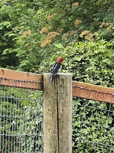 A cropped zoom camera pic of the woodpecker. He’s sitting on a 6” fencepost, back 3/4 view. He’s got a scarlet head and neck, with some black eyeliner. His wings are black with horizontal white markings down his back, and it looks like his chest has a lot of white. 