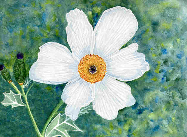 Single Hawaiian Poppy against an abstract garden background, watercolor painting.

High atop dry, leeward mountain slopes and arid coastal plains on the islands of Hawaii grows a prickly little plant, the Pua Kala - literally meaning “thorny flower,” but more commonly known as Hawaiian Poppy.

The head of the flower features snowy white petals and multiple yellow stamens as well as a deep purple stigma at the center. The fragile petals typically only last one day during the Pua Kala’s blooming period.