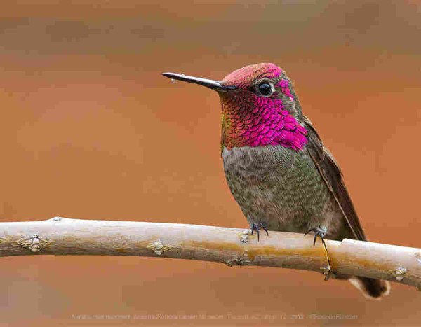 A hummingbird sits on a bare, thick horizontal branch in front of a featureless orange background; the bird's forehead and throat are an iridescent magenta, the rest dull beige, green, and brown.
©BosqueBill.com