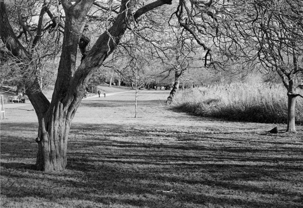 A simple parkland scene, framed by a sidelit bare tree to the left and a bank of reeds beside the invisible river to the right. Black and white photo.