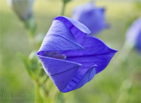 Sunrise of the blue balloon flower. A single balloon flower slowly opens its flower cup to great this early Sunday morning. The sun is slowly rising behind it illuminating the back of the flower. The flower tops are pointing to the right and its back to the left. The background is mostly a soft mid-green with hints of purple from another flower above. This is a beautiful summer floral macro. It has a quiet and peaceful presence. Artist Iris Richardson, Gallery Pictorem and Pixel