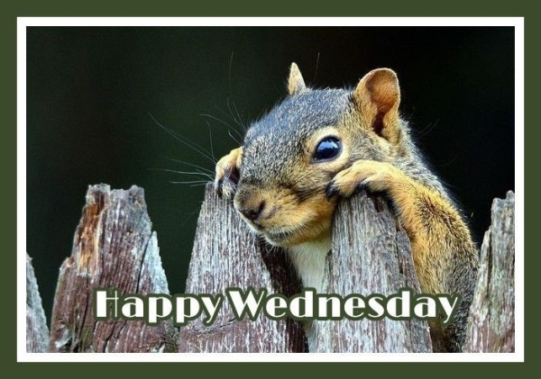 Picture a grey squirrel peeping over a fence smiling at us . The Caption reads: “Happy Wednesday”