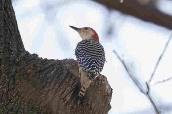 A red-bellied woodpecker, with its back towards me and its head turned to the left, perched on a spot on a tree where a large branch or fork of the trunk was sawed off.