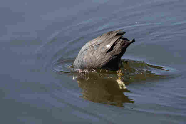 A coot diving into water, its head and neck submerged 