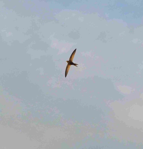 Swift with outstretched wings in a thinly clouded sky. Weak sunlight illuminates the wings.