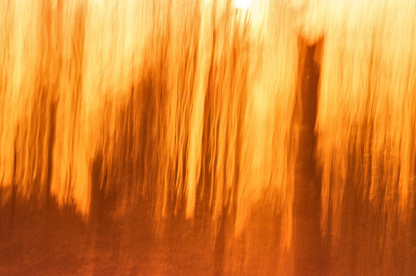 Colour photo, mostly orange streaks, darker at the bottom and light at the top, it might almost be fire but instead it's the trees of Crackley Wood taken on reversed film by moving the camera.