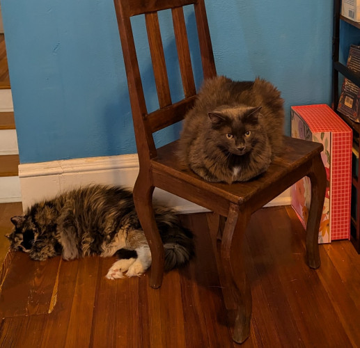 Calico fluffy cat lounging on wood floor in hone office next to large gray cat on wood chair