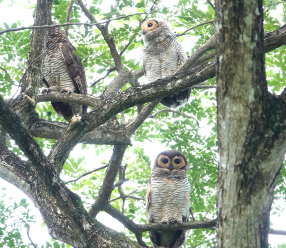 2 adult owls and their fluffy child in a tree