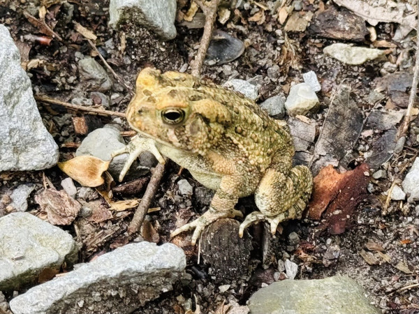 A little yellow toad