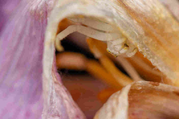A close-up image of a white spider, peeking its head out around the fading pink petal of a tulip. The tulip petal curls up and over the top of the spider, and around the frame. The interior of the flower is visible in the background
