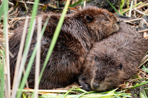 Un couple de castor endormi parmi les quenouilles