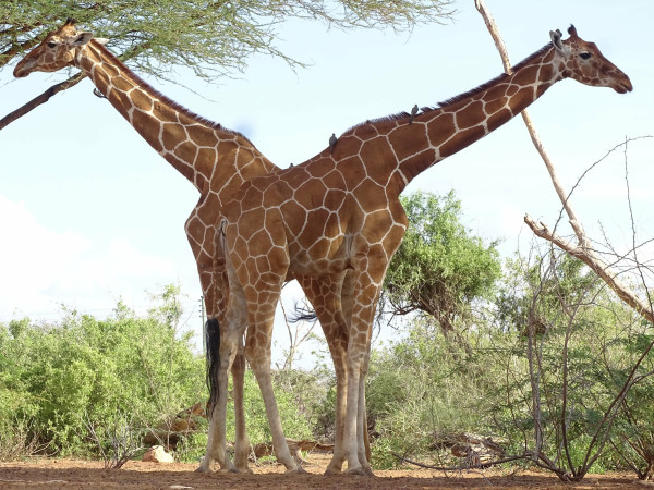 Two giraffes standing 