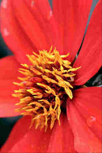 Closeup of a red dahlia flower. Seen just short of side-on, the centre is a mound of yellow jagged-edged bifurcating anthers, surrounded by gently curving red outer petals