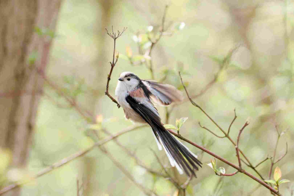 a long-tailed tit (tiny bird) flutters its wings while sitting on a branch in a forest