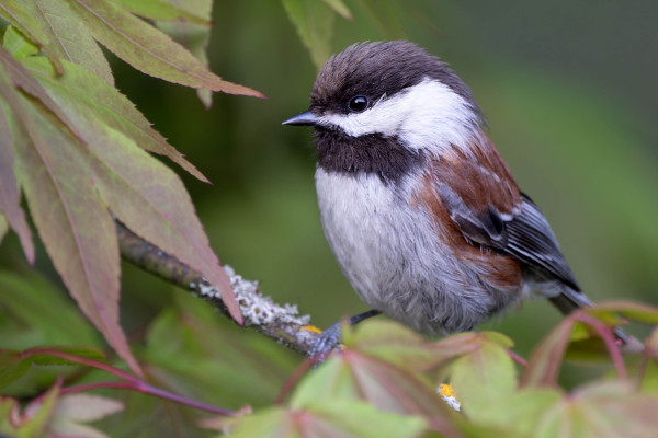 Chestnut-backed chickadee sitting on a Japanese maple branch