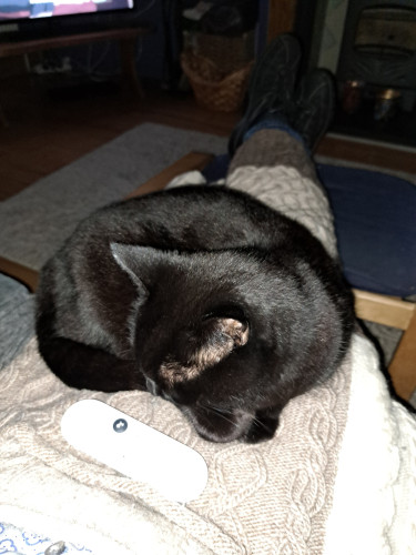 Black cat curled up asleep on my lap.