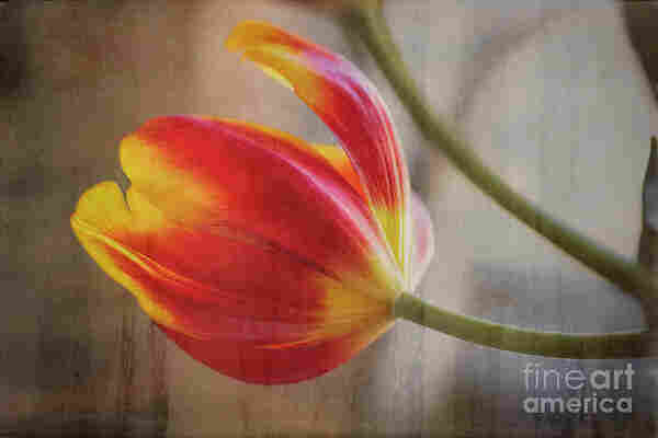 color photograph of a lovely Spring tulip in red and yellow