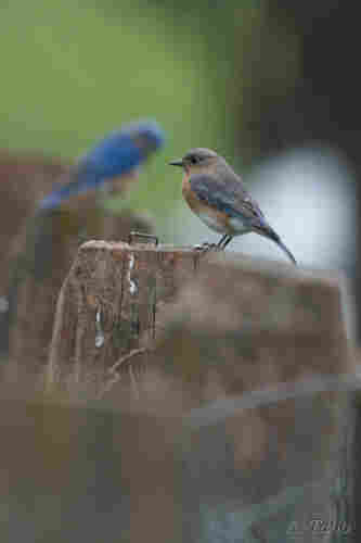 Two bluebirds, one male and one female, on two different fence posts. The female is on a fence post closer to us, the male is one fence post down from the female. They both are looking into the lawn for likely insects.