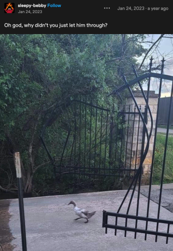 Sleepy-bebby on tumblr says:

Oh god, why didn't you just let him through?

A photo of an ordinary duck, blurry, running into a gate. The gate is torn asunder, bent, distorted, as if by a terrible force. 